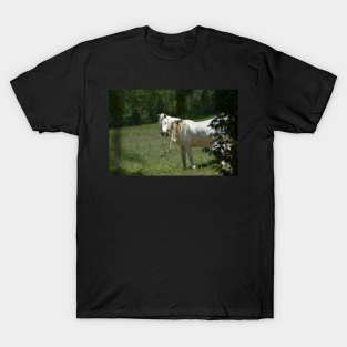 Wild Horse T-Shirt